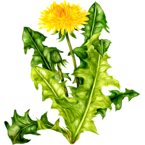 Dandelion PNG-12856